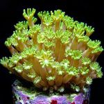 Photo Aquarium Alveopora Coral, yellow