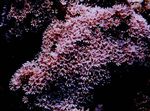 foto Aquarium Orgelpijp Koraal (Tubipora musica), roze