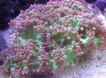 Foto Akvarij Elegancija Koralja, Koraljni Čudo (Catalaphyllia jardinei), roze