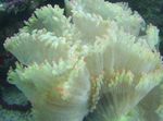 フォト 水族館 エレガンスのサンゴ、不思議サンゴ (Catalaphyllia jardinei), ホワイト
