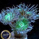Fil Akvarium Duncan Korall (Duncanopsammia axifuga), grön
