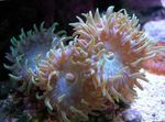 Foto Aquarium Duncan Korallen (Duncanopsammia axifuga), pink
