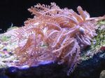 Coral Agitando A Mano