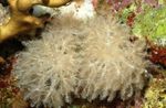 Foto Aquarium Winkenden Hand Korallen clavularia (Anthelia), weiß
