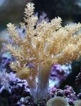 Foto Aquarium Baum Weichkorallen (Kenia Tree Coral) (Capnella), gelb