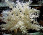 foto Aquário Árvore Coral Macia (Kenya Árvore Coral) (Capnella), cinza