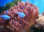 foto Aquarium Veulen Koraal (Cladiella), bruin