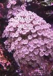 foto Aquarium Ster Poliep, Buis Koraal clavularia (Clavularia), roze