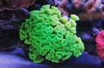 Foto Aquarium Fackel Koralle (Candycane Korallen, Korallen Trompete) (Caulastrea), grün