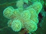 Foto Acuario Coral De Cuero De Dedo (Mano De Coral Del Diablo) (Lobophytum), verde