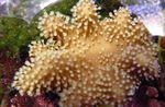 fénykép Akvárium Ujj Bőr Korall (Ördög Keze Korall) (Lobophytum), barna