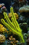 Foto Acuario Menella abanicos de mar, verde