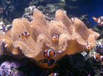 foto Aquarium Zachte Paddestoel (Sarcophyton), bruin