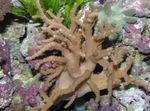 Sinularia Finger Læder Koral