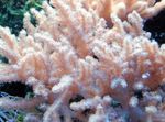 fénykép Akvárium Sinularia Ujj Bőr Korall, rózsaszín