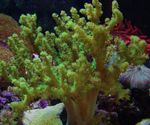 Foto Aquarium Sinularia Finger Lederkoralle, grün