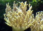 fénykép Akvárium Sinularia Ujj Bőr Korall, sárga