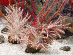 фотографија Акваријум Christmas Tree Coral (Medusa Coral) (Studeriotes), браон