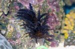 fotografie Akvárium Vianočný Strom Koral (Medusa Koral) (Studeriotes), čierna