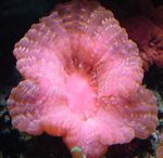 Ugle Øye Korall (Knapp Koraller)