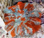 Foto Aquarium Owl Eye Koralle (Coral Taste) (Cynarina lacrymalis), bunt