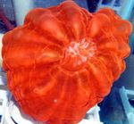 фотографија Акваријум Owl Eye Coral (Button Coral) (Cynarina lacrymalis), црвен