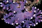 Foto Akvarium Blonder Stick Koral hydroid (Distichopora), lilla