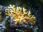 Foto Akvarium Blonder Stick Koral hydroid (Distichopora), gul
