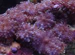 fotografija Akvarij Ricordea Gob (Ricordea yuma), vijolična