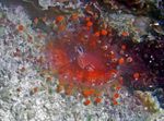 fotografie Akvárium Ball Corallimorph (Oranžový Míč Anemone) houba (Pseudocorynactis caribbeorum), červená
