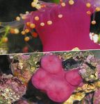 Photo Aquarium Ball Corallimorph (Orange Ball Anemone) mushroom (Pseudocorynactis caribbeorum), pink