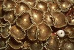 foto Aquarium Reusachtige Zon Poliep (Groen Palythoa) (Protopalythoa), bruin