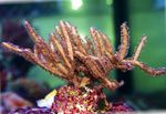 Foto Acuario Pterogorgia abanicos de mar, marrón