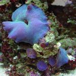 Foto Aquarium Actinodiscus pilz, blau