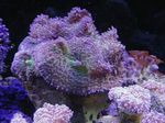 Nuotrauka Akvariumas Rhodactis grybų, violetinė