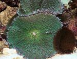 Photo Aquarium Rhodactis mushroom, green