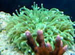 Fil Akvarium Stora Tentacled Platta Korall (Anemone Svamp Korall) (Heliofungia actiniformes), grön