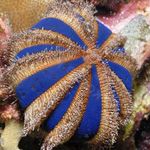 Kugel Urchin (Blau Smoking Seeigel)
