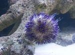 Foto Akvarium Nålepude Urchin søpindsvin (Lytechinus variegatus), blå