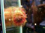 фотографија Акваријум Bicoloured Sea Urchin (Red Sea Urchin) дерани (Salmacis bicolor), црвен