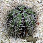 Collector Sea Urchins (Sea Eggs) фотографија и брига