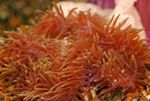 fotografija Akvarij Veličasten Sea Anemone vetrnic (Heteractis magnifica), rdeča