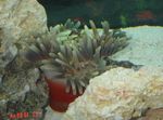 Foto Aquarium Herrliche Seeanemone (Heteractis magnifica), grau