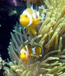 Photo Aquarium Magnificent Sea Anemone (Heteractis magnifica), yellow