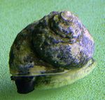 Photo Aquarium Turbo Snails clams (Turbo fluctuosa), brown