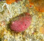 Foto Aquarium Seeohr venusmuscheln (Haliotis), getupft