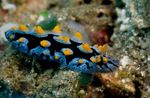 moře slimáci Phyllidia Coelestis  fotografie