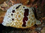снимка Аквариум Гранд Pleurobranch морски охлюви (Pleurobranchus grandis), кафяв