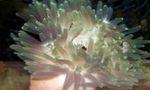 foto Aquarium Rood-Base Anemoon anemonen (Macrodactyla doreensis), grijs
