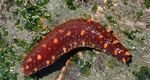 снимка Аквариум Морски Краставици краставици (Holothuria), червен